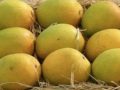 Alphonso Mango